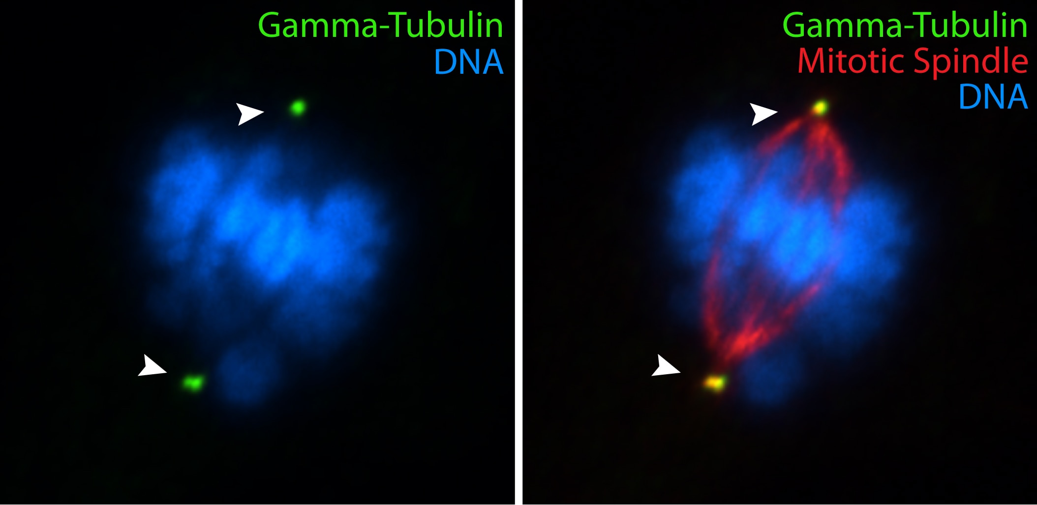 IF results of gamma tubulin antibody (15176-1-AP, 1:100) with hTERT-RPE cells by Moshe Kim (laboratory of Dr. William S Trimble, University of Toronto). Cells were fixed in ice-cold methanol