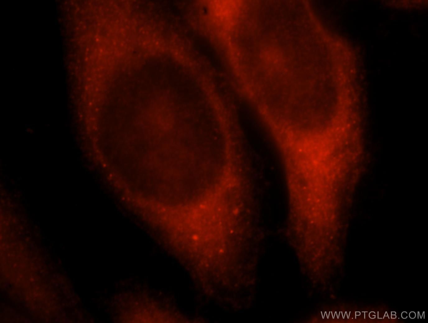 Immunofluorescence (IF) / fluorescent staining of HepG2 cells using 14-3-3 Polyclonal antibody (14503-1-AP)