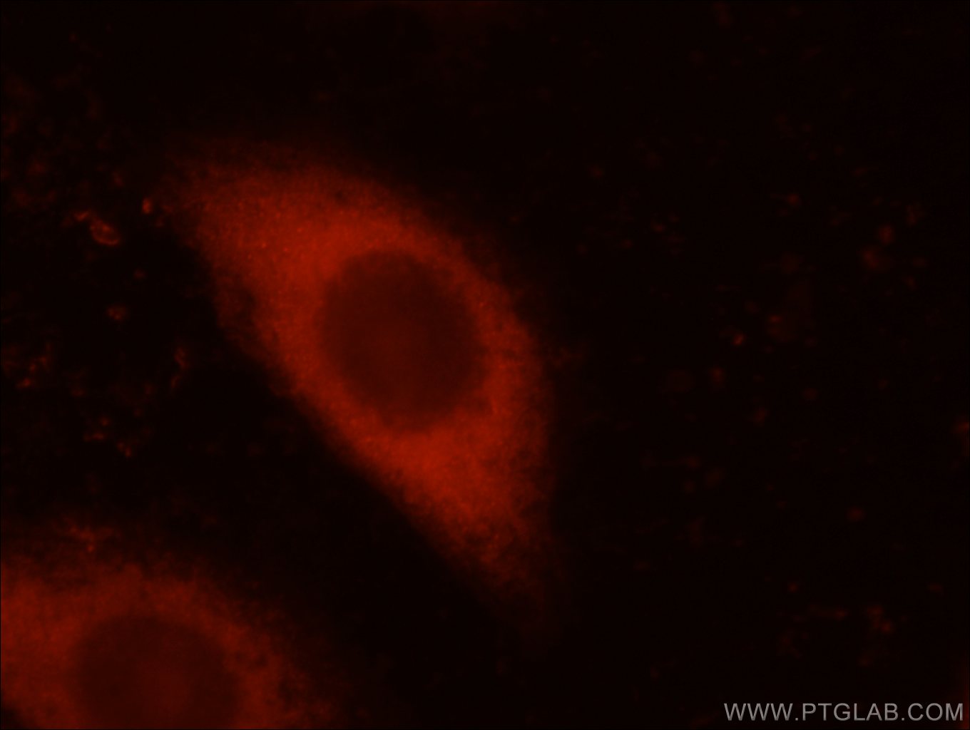 Immunofluorescence (IF) / fluorescent staining of HepG2 cells using 14-3-3 Polyclonal antibody (14503-1-AP)