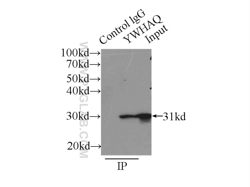 Immunoprecipitation (IP) experiment of mouse lung tissue using 14-3-3 Polyclonal antibody (14503-1-AP)
