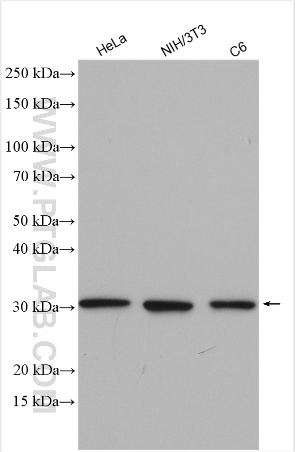 Western Blot (WB) analysis of various lysates using 14-3-3 Polyclonal antibody (14503-1-AP)