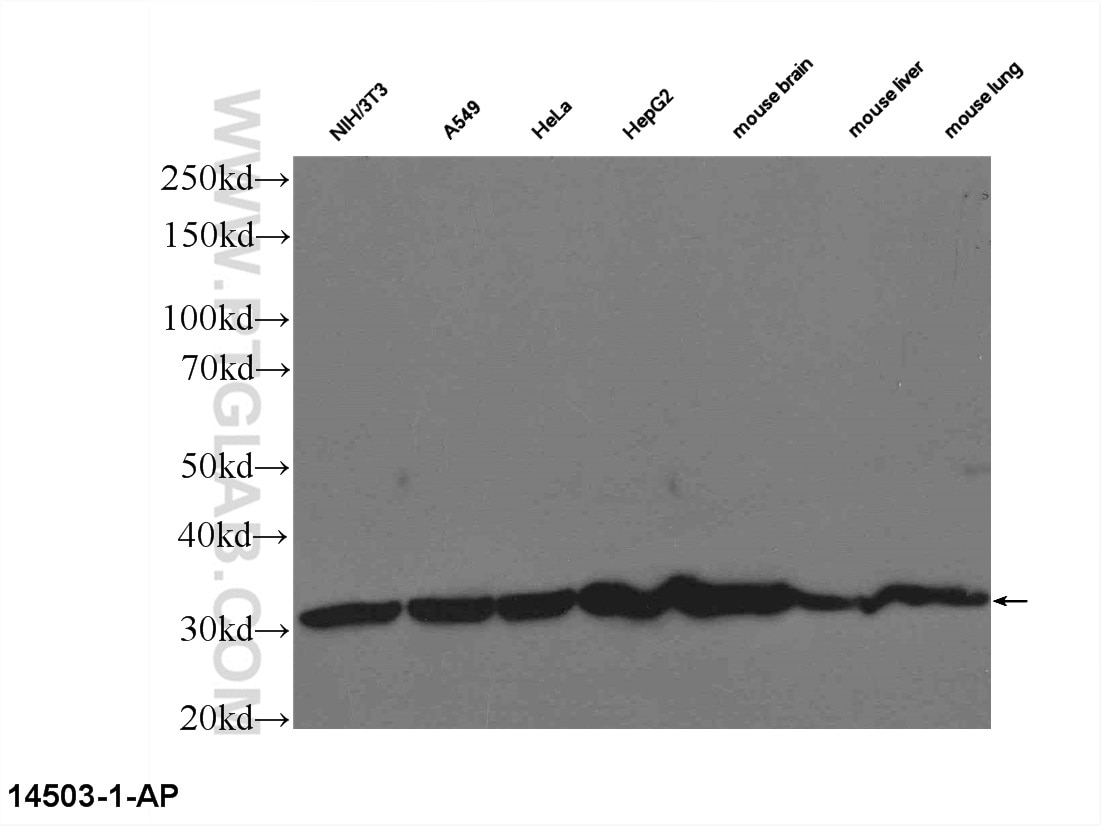 14-3-3 Polyclonal antibody