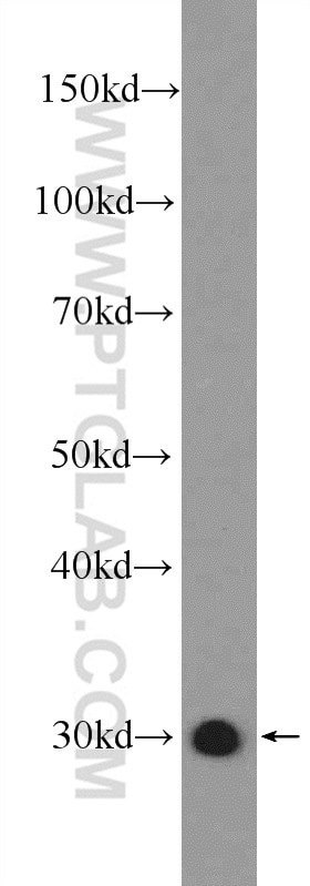 Western Blot (WB) analysis of rat liver tissue using 14-3-3 Polyclonal antibody (14503-1-AP)