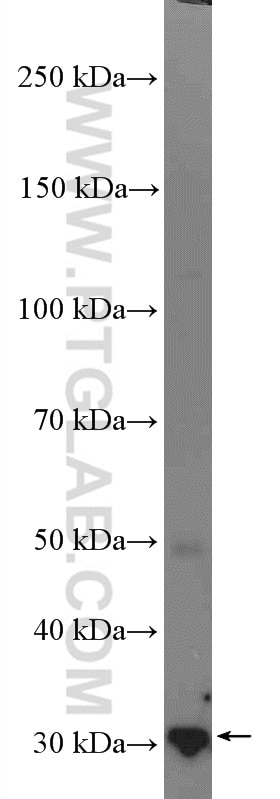 Western Blot (WB) analysis of mouse liver tissue using 14-3-3 Polyclonal antibody (14503-1-AP)