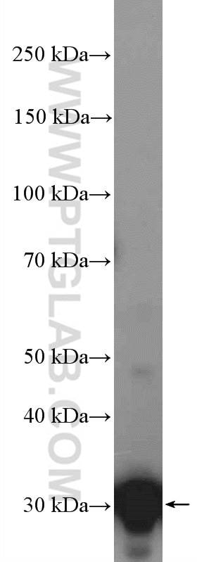 Western Blot (WB) analysis of mouse brain tissue using 14-3-3 Polyclonal antibody (14503-1-AP)