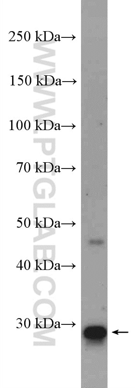 Western Blot (WB) analysis of mouse heart tissue using 14-3-3 Polyclonal antibody (14503-1-AP)