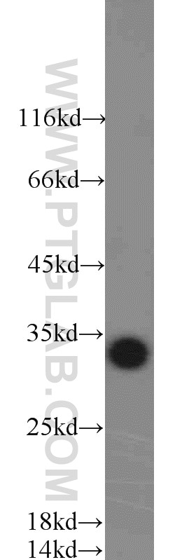 Western Blot (WB) analysis of Jurkat cells using 14-3-3 Polyclonal antibody (14503-1-AP)