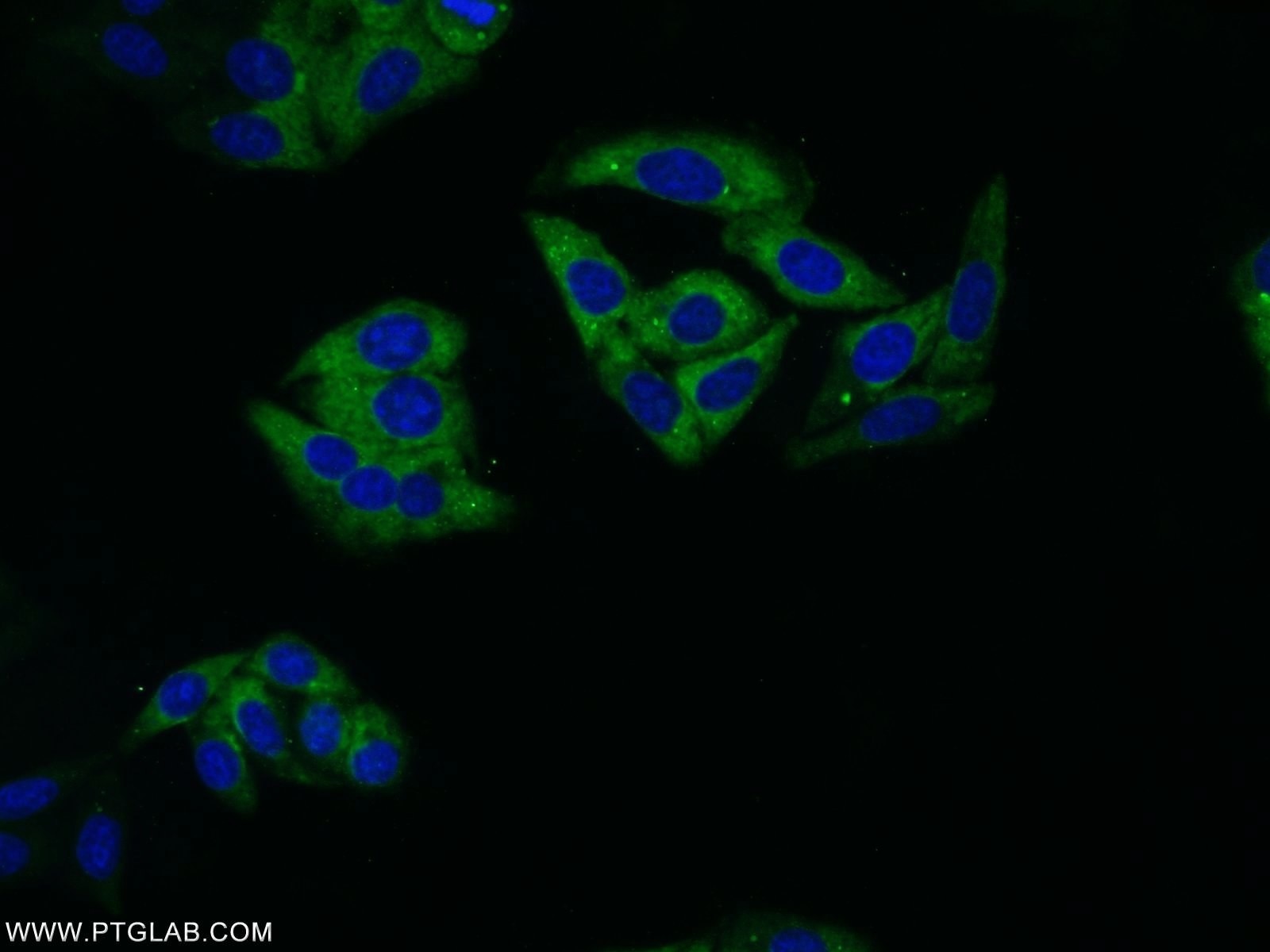 IF Staining of HepG2 using 66061-1-Ig