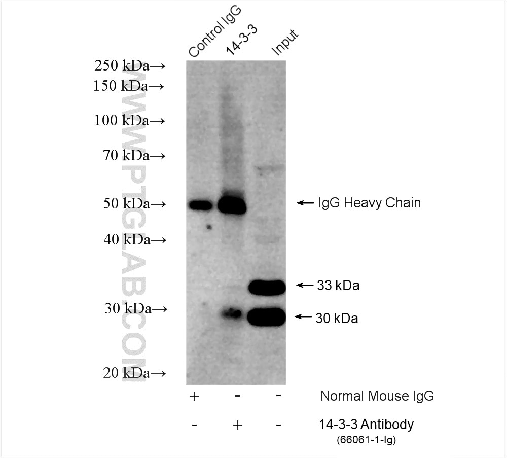 Immunoprecipitation (IP) experiment of rat brain tissue using 14-3-3 Monoclonal antibody (66061-1-Ig)