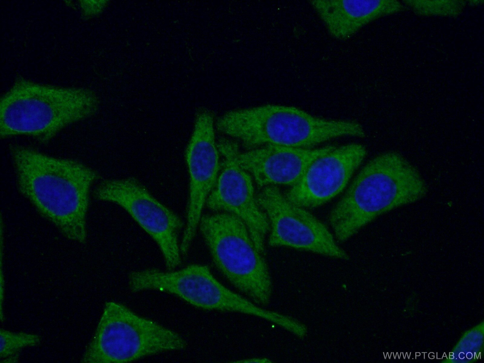 Immunofluorescence (IF) / fluorescent staining of HepG2 cells using CoraLite® Plus 488-conjugated 14-3-3 Monoclonal an (CL488-66061)