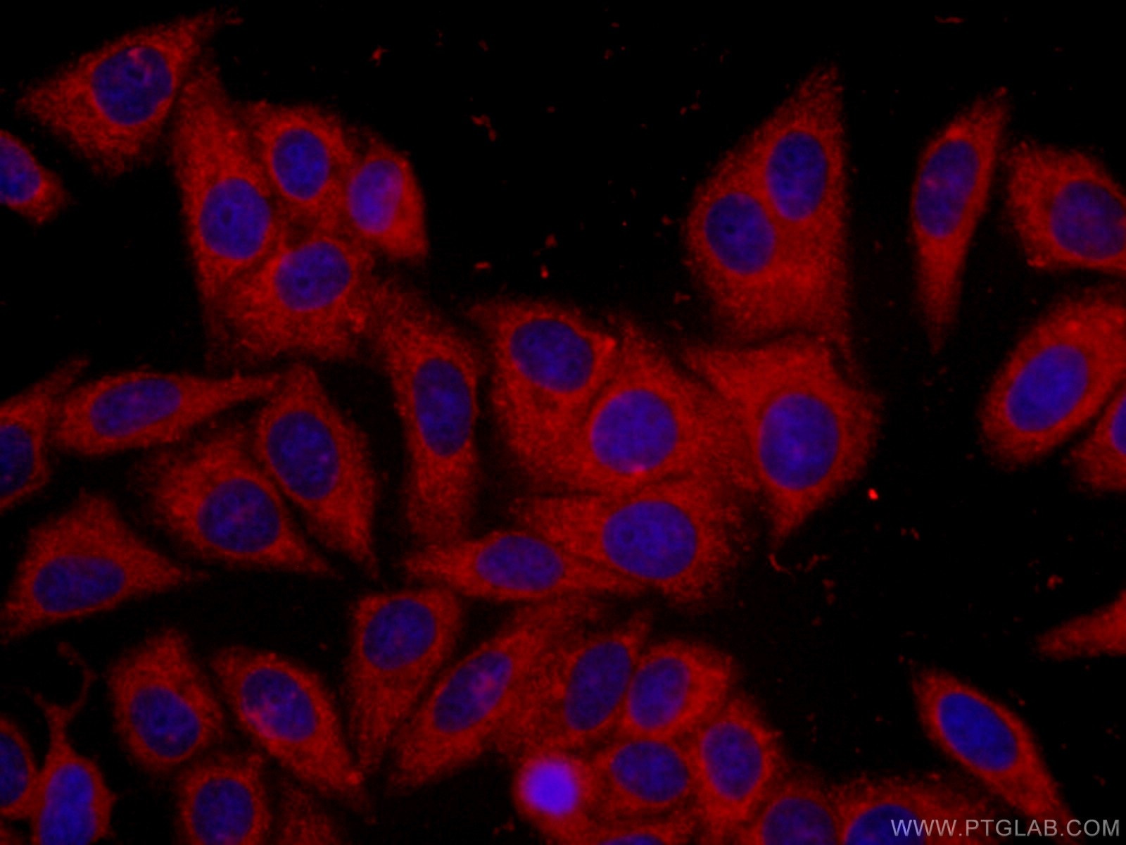 IF Staining of HepG2 using CL594-66061