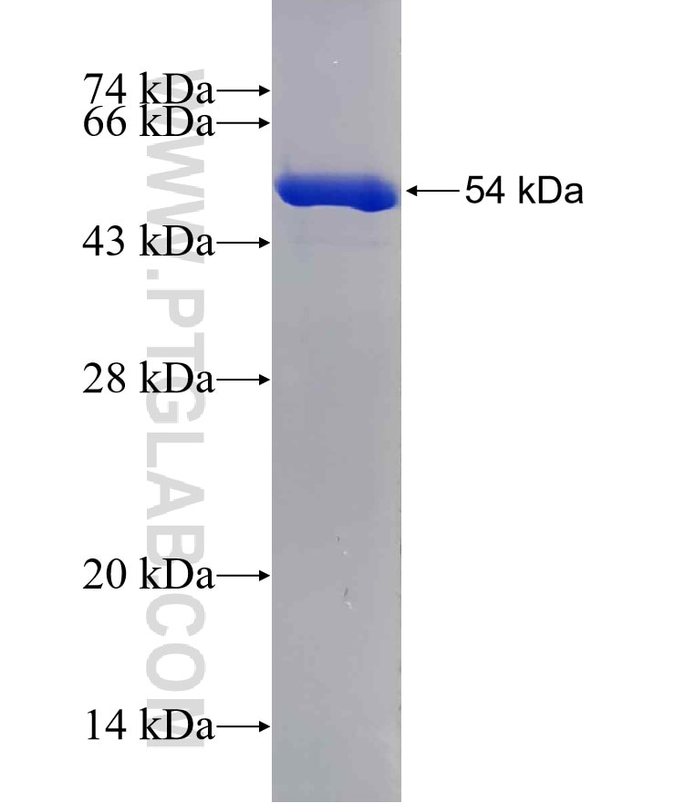 14-3-3 fusion protein Ag5959 SDS-PAGE
