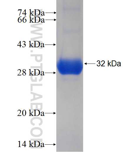 14-3-3 fusion protein Ag6055 SDS-PAGE