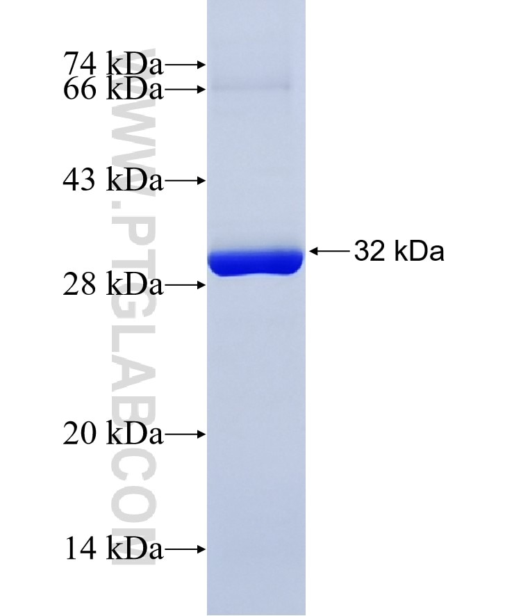 14-3-3 fusion protein Ag6055 SDS-PAGE