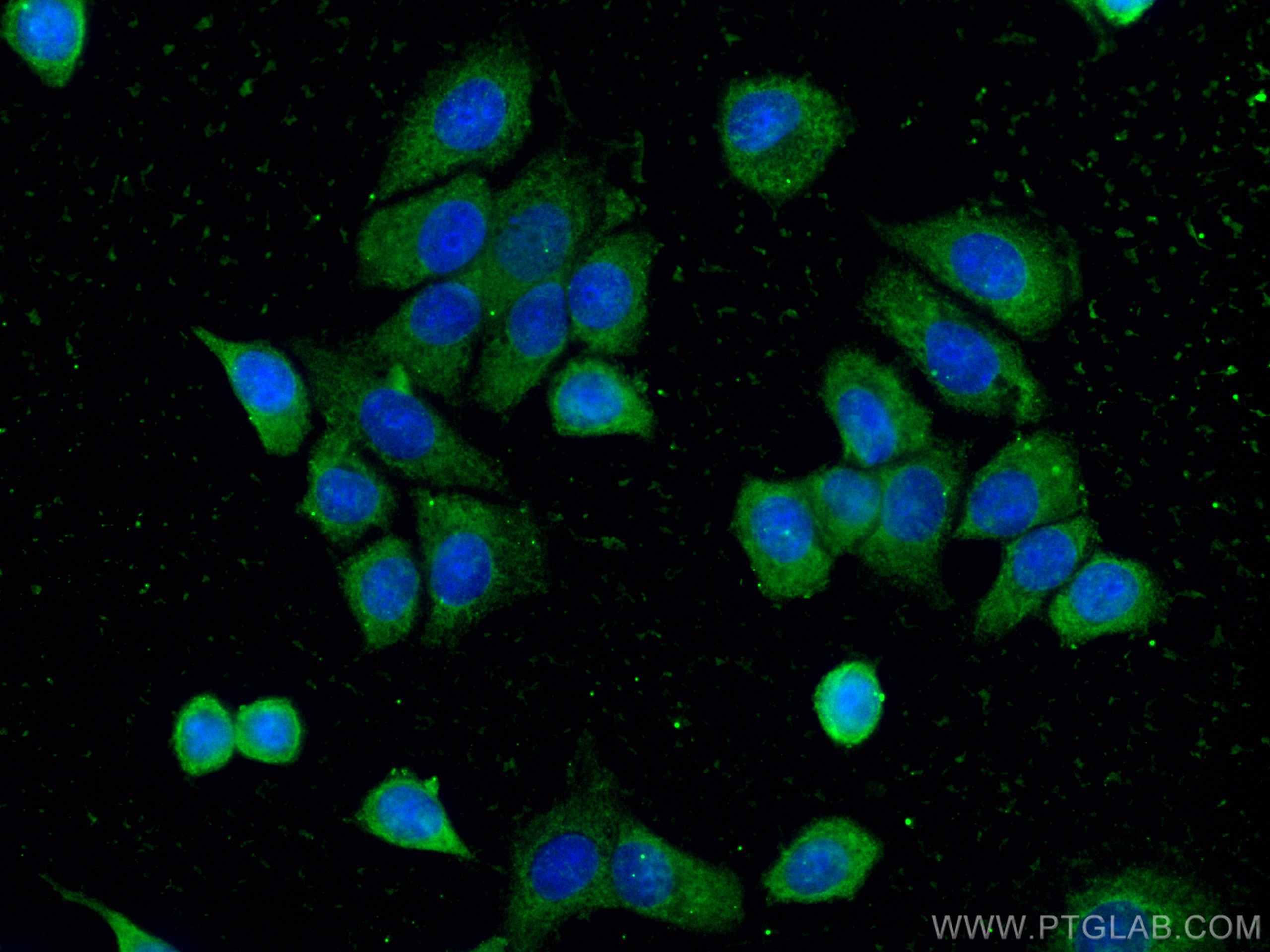 Immunofluorescence (IF) / fluorescent staining of MCF-7 cells using CoraLite® Plus 488-conjugated 14-3-3 Sigma Monoclo (CL488-66251)