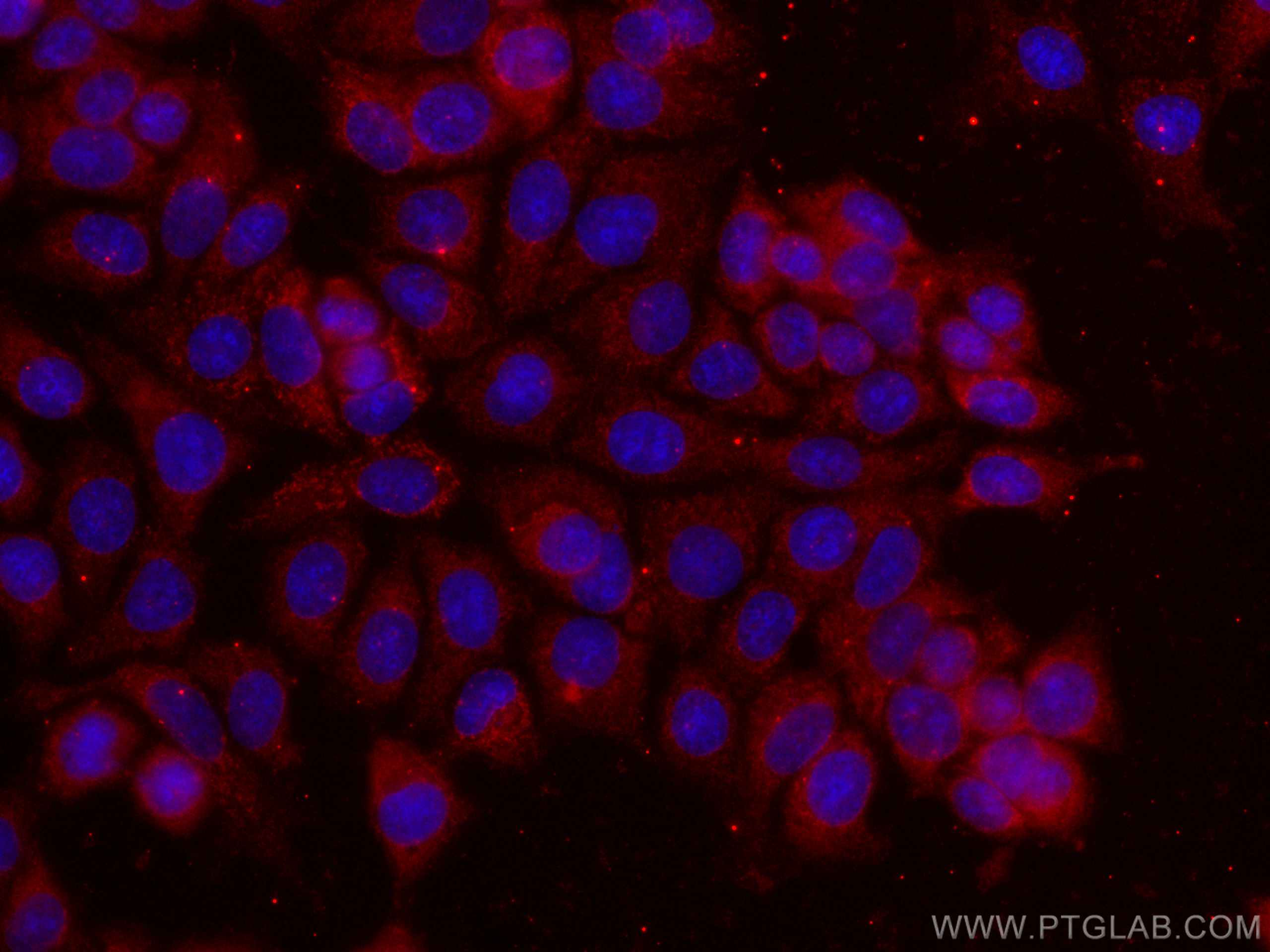 Immunofluorescence (IF) / fluorescent staining of MCF-7 cells using CoraLite®594-conjugated 14-3-3 Sigma Monoclonal an (CL594-66251)