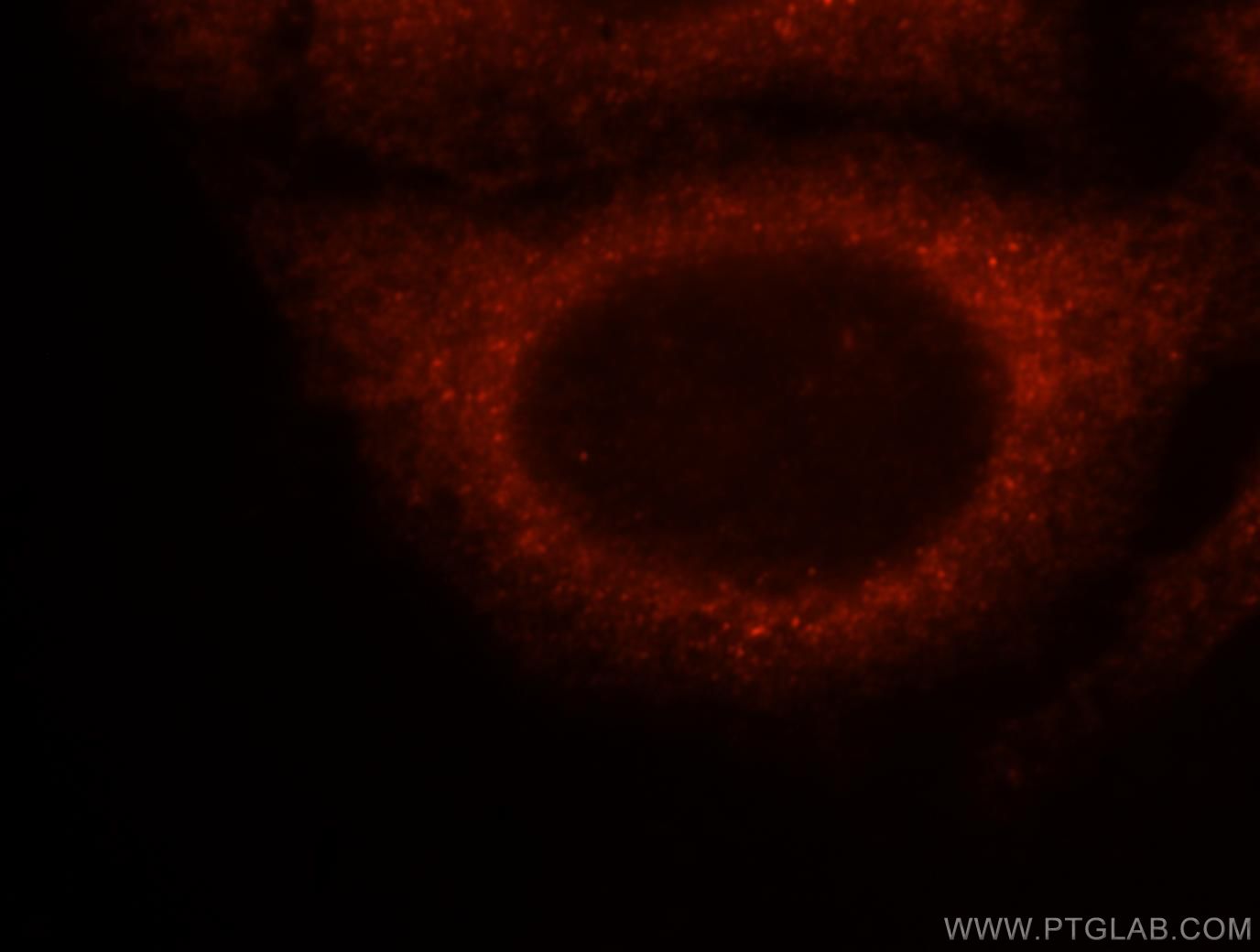 Immunofluorescence (IF) / fluorescent staining of HepG2 cells using 14-3-3 Epsilon Polyclonal antibody (11648-2-AP)