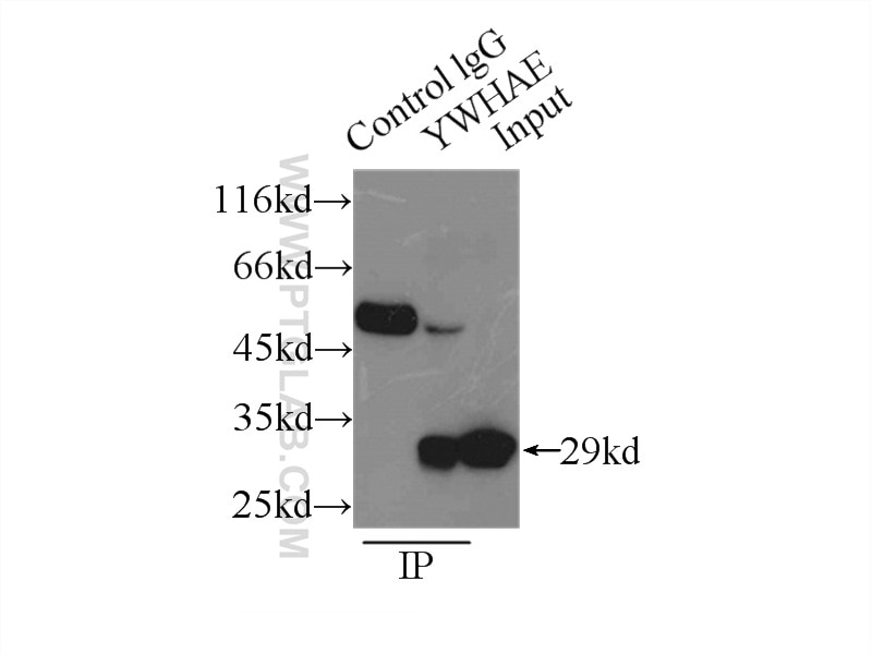 Immunoprecipitation (IP) experiment of A375 cells using 14-3-3 Epsilon Polyclonal antibody (11648-2-AP)
