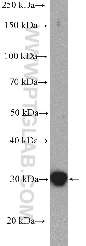 Western Blot (WB) analysis of A375 cells using 14-3-3 Epsilon Polyclonal antibody (11648-2-AP)