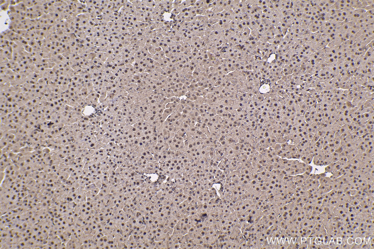 Immunohistochemistry (IHC) staining of rat liver tissue using 14-3-3E Monoclonal antibody (66946-1-Ig)