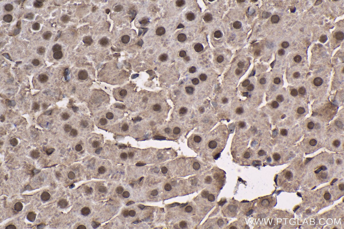 Immunohistochemistry (IHC) staining of rat liver tissue using 14-3-3E Monoclonal antibody (66946-1-Ig)