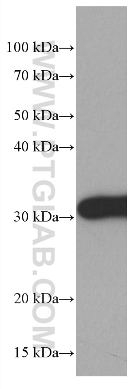 Western Blot (WB) analysis of HeLa cells using 14-3-3E Monoclonal antibody (66946-1-Ig)