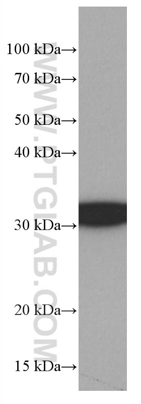 Western Blot (WB) analysis of HEK-293 cells using 14-3-3E Monoclonal antibody (66946-1-Ig)