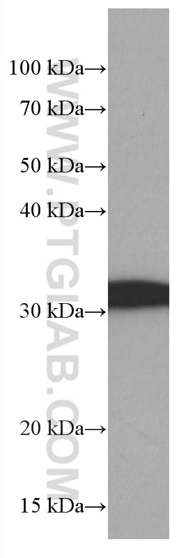 Western Blot (WB) analysis of MCF-7 cells using 14-3-3E Monoclonal antibody (66946-1-Ig)