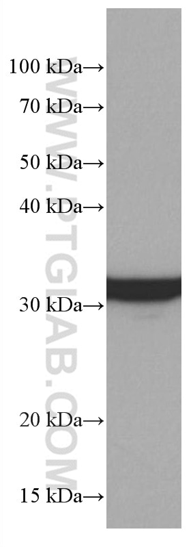 Western Blot (WB) analysis of Jurkat cells using 14-3-3E Monoclonal antibody (66946-1-Ig)