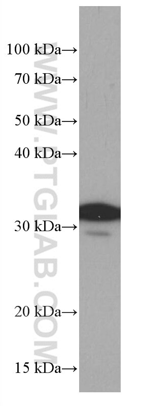 Western Blot (WB) analysis of HSC-T6 cells using 14-3-3E Monoclonal antibody (66946-1-Ig)