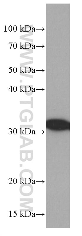Western Blot (WB) analysis of NIH/3T3 cells using 14-3-3E Monoclonal antibody (66946-1-Ig)