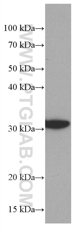 Western Blot (WB) analysis of RAW 264.7 cells using 14-3-3E Monoclonal antibody (66946-1-Ig)