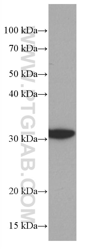 WB analysis of RAW 264.7 using 66946-1-Ig