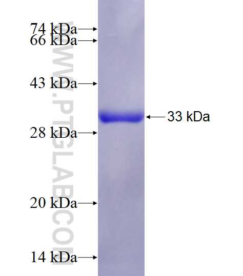 14-3-3E fusion protein Ag25186 SDS-PAGE
