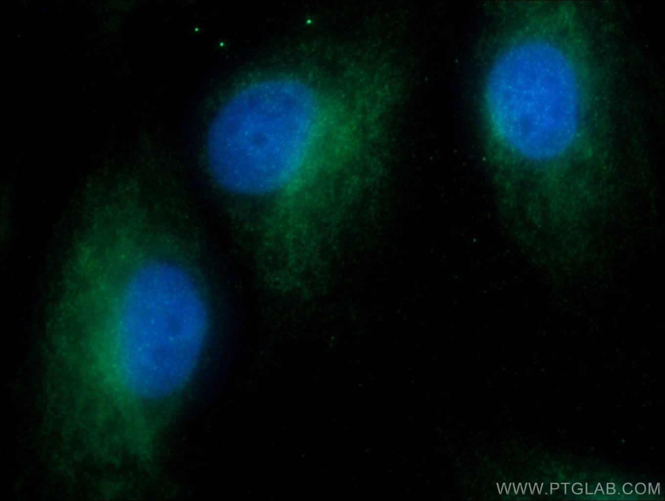 IF Staining of MDCK using 12381-1-AP