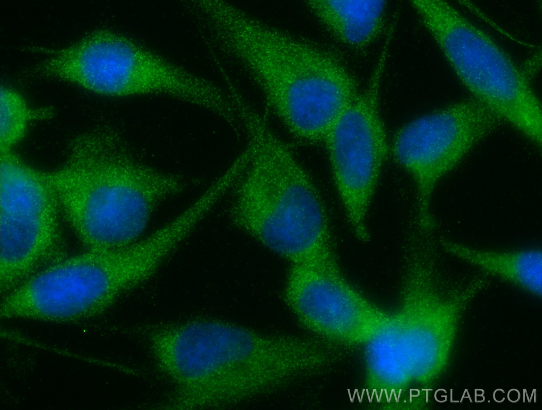 Immunofluorescence (IF) / fluorescent staining of MDCK cells using 14-3-3 GAMMA-Specific Polyclonal antibody (12381-1-AP)