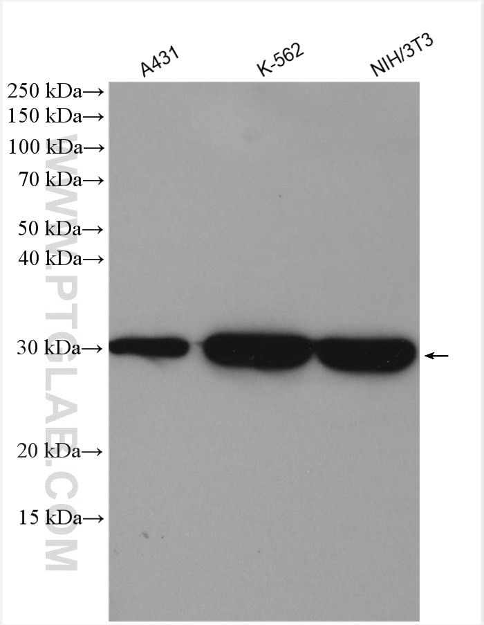 WB analysis using 12381-1-AP