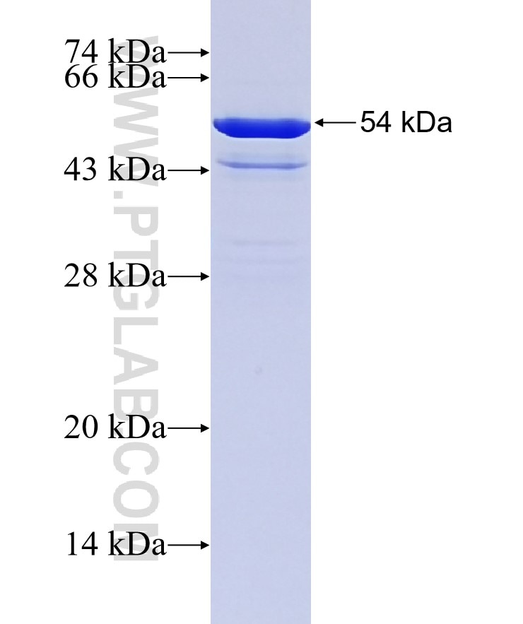 14 3 3GAMMA fusion protein Ag3047 SDS-PAGE