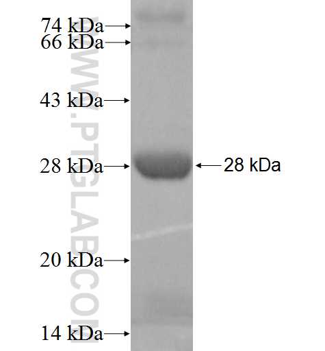 143cn fusion protein Ag3909 SDS-PAGE