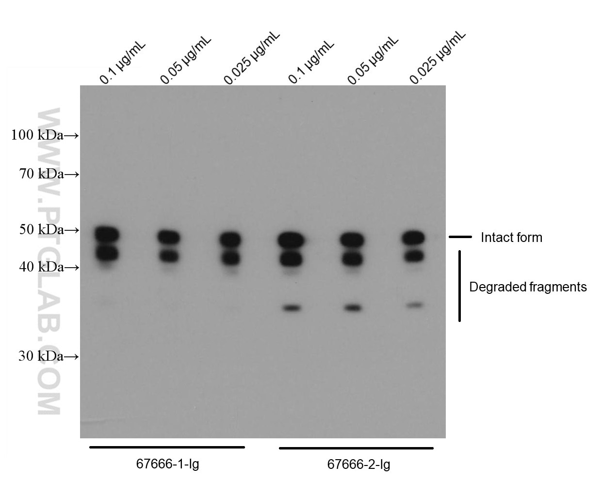 WB analysis using 67666-1-Ig
