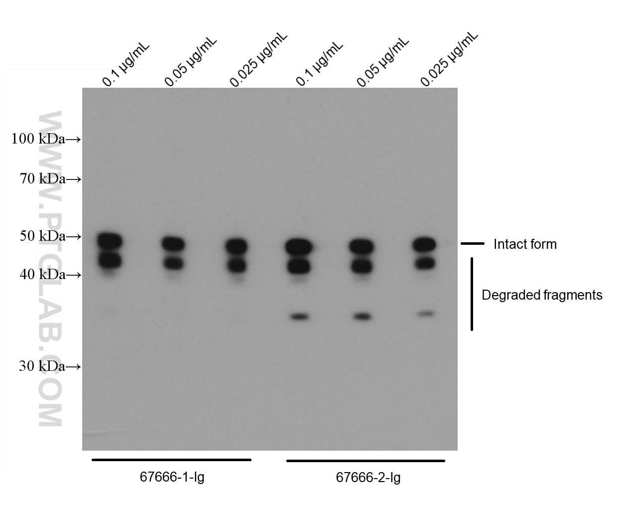 Western Blot (WB) analysis of Recombinant protein using SARS-CoV-2 Nucleocapsid Phosphoprotein Monoclonal  (67666-2-Ig)