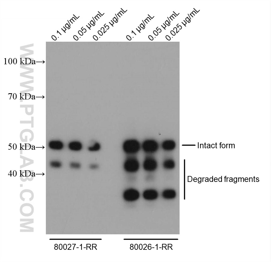 Western Blot (WB) analysis of Recombinant protein using SARS-CoV-2 Nucleocapsid Phosphoprotein Recombinant (80026-1-RR)