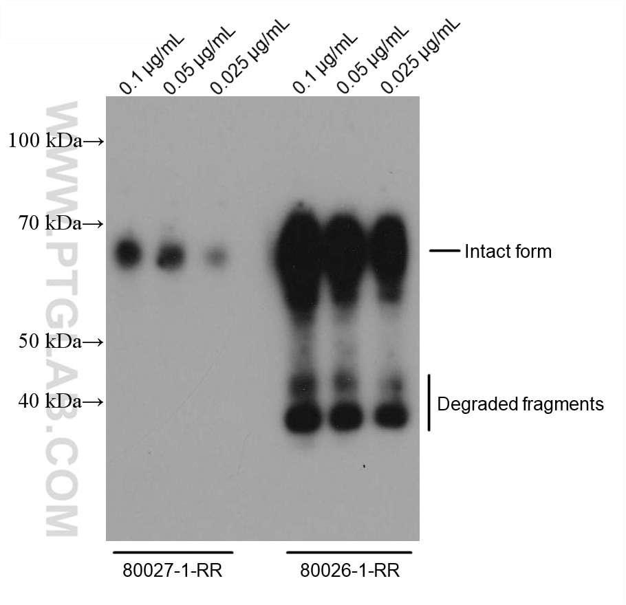 Western Blot (WB) analysis of Recombinant protein using SARS-CoV-2 Nucleocapsid Phosphoprotein Recombinant (80027-1-RR)