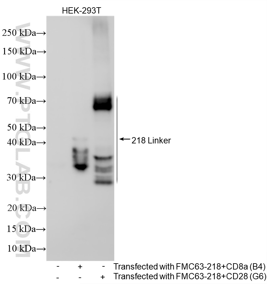 Western Blot (WB) analysis of various lysates using Anti-Whitlow/218 Linker Rabbit Recombinant Antibod (98672-2-RR)