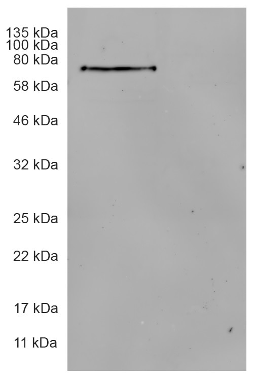 Western blot analysis of cell extract from HEK293T cells transiently expressing Actin-Chromobody-EGFP-Halo-tag and from untransfected cells.