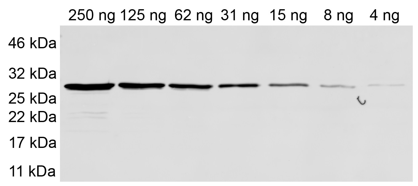 Sensitivity tested with purified recombinant Halo-tag protein. Primary antibody: anti-Halo 1:500. Secondary antibody: anti-mouse Alexa Fluor? 647 1:1,000.