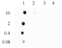 3-Methylcytosine (3-mC, 3-methylcytidine) antibody (pAb) tested by DNA dot blot BSA conjugated nucleosides (starting at 10ng as indicated) were spotted onto PVDF membrane and blotted with 3-methylcytidine antibody at a dilution of 1:10,000. Lane 1: 3-methylcytidine. Lane 2: Cytidine. Lane 3: 5-methylcytidine. Lane 4: 5-hydroxymethylcytidine.