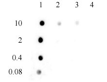 3-Methylcytosine (3-mC, 3-methylcytidine) antibody (pAb) tested by DNA dot blot BSA conjugated nucleosides (starting at 10ng as indicated) were spotted onto PVDF membrane and blotted with 3-methylcytidine antibody at a dilution of 1:10,000. Lane 1: 3-methylcytidine. Lane 2: Cytidine. Lane 3: 5-methylcytidine. Lane 4: 5-hydroxymethylcytodine.