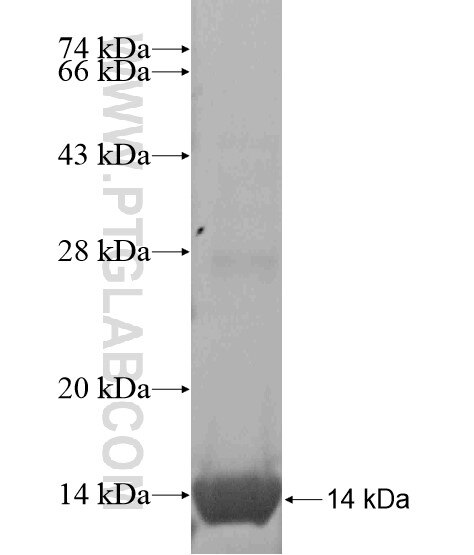 308CN fusion protein Ag19498 SDS-PAGE