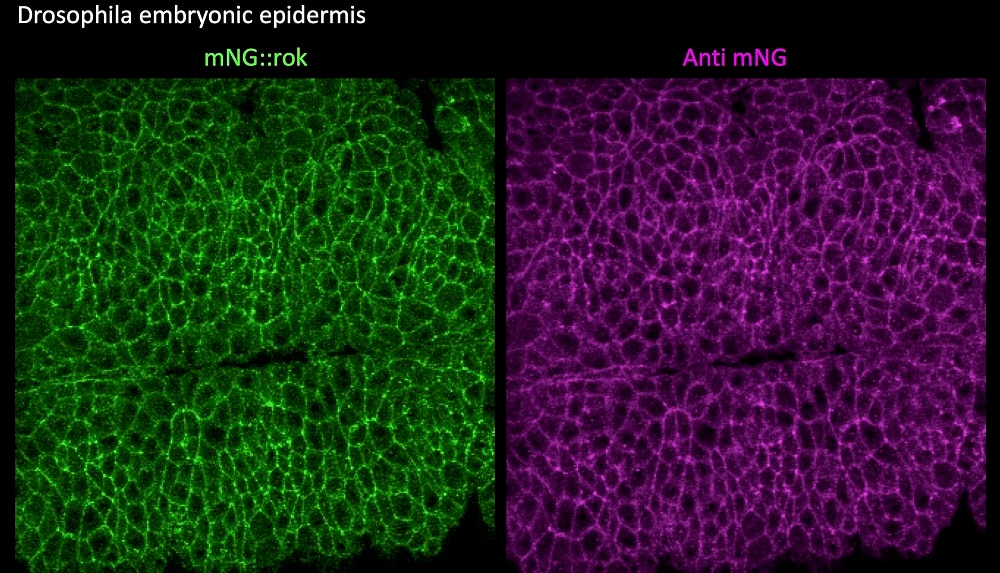 mNeonGreen antibody (29523-1-AP)